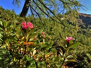 21 Rododendri ancora fioriti ad ottobre !